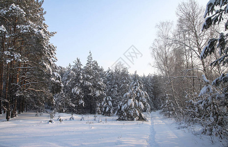 在白雪皑的森林中美丽的冬季景观美丽的圣诞树在雪堆和雪花新图片