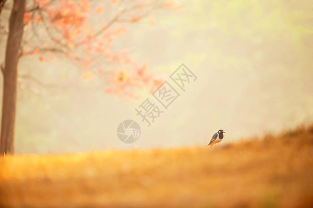 晨光中金色草原上的一只鸟放松热带景观金色的日出在草原和热带树木背景的五颜六色的叶子周围闪耀联合国教科文组织世界遗图片
