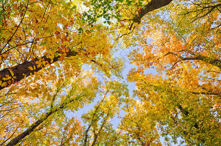 秋天森林树顶秋天颜色的图片