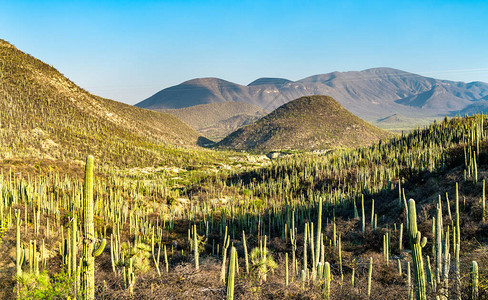 TehuacanCuecatlan生物圈保护区图片
