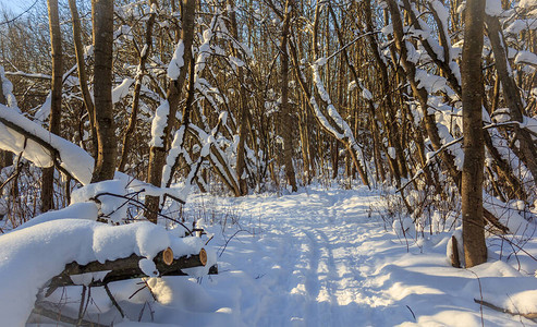 多雪的冬季森林在阳光明媚的天气冬季景观雪中的树木白雪皑的森林小图片