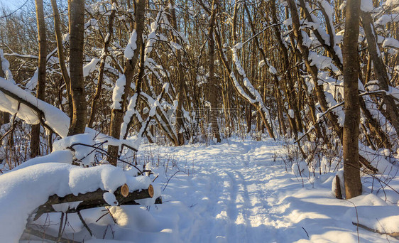 多雪的冬季森林在阳光明媚的天气冬季景观雪中的树木白雪皑的森林小图片