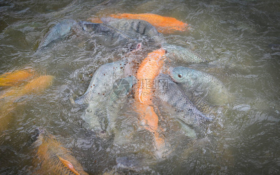 淡水鱼养殖场金鲤鱼罗拉匹亚或橙色鲑鱼和在水面池塘喂食图片