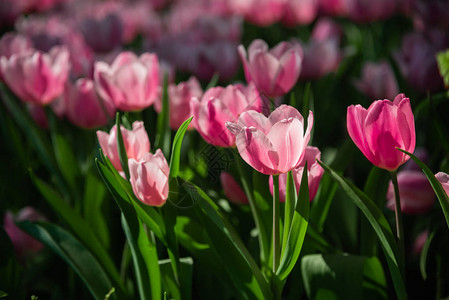 花园里郁金香花的特写图片