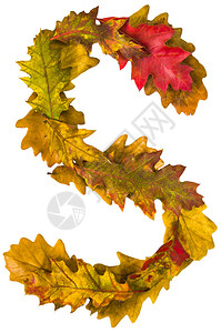 诗和远方艺术字十月十一月由秋叶制作的文字英文字母橡树狐狸用于设计的字体自然的颜色自然拍摄秋季设计真背景
