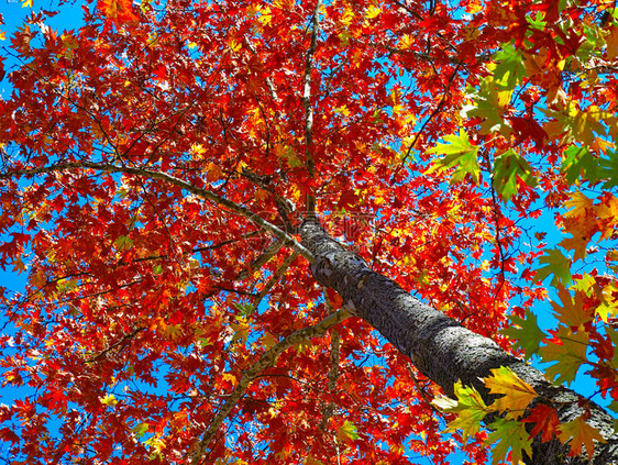 仰望蓝天下充满活力的秋天梧桐树叶图片