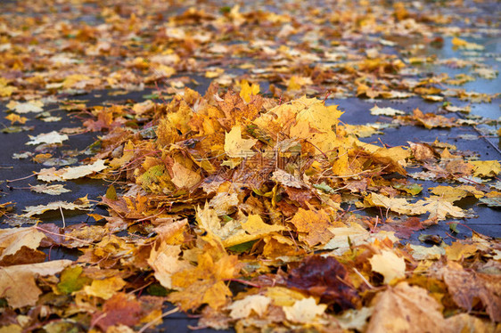 棕色干叶的秋地毯秋叶背景公园美丽的秋天季图片