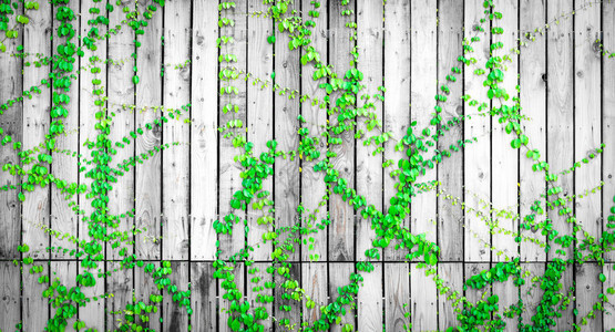 攀爬在木栅栏上的绿色常春藤房子灰色和白色木墙上的爬山虎植物生长在木板上的常春藤复古背景户外花园天然绿叶图片