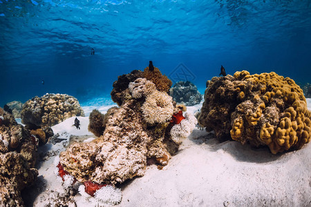 珊瑚与海葵和沙底水下有珊瑚礁和鱼图片