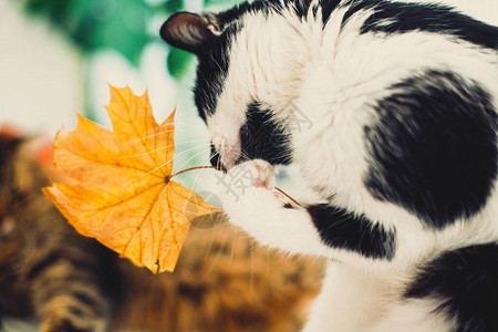 可爱的猫用爪子玩秋叶图片