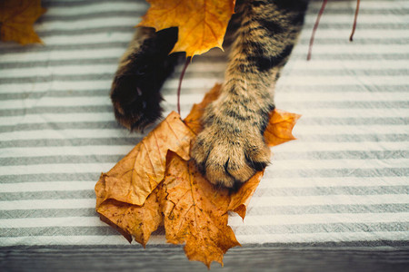 可爱的虎斑猫爪子在质朴的桌子上捕捉黄色的秋叶背景图片