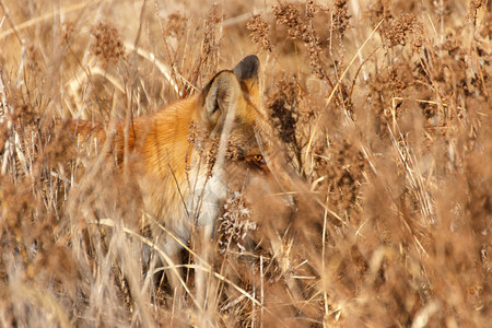 狐狸在干燥的秋草丛中狩猎图片