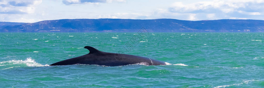 在圣劳伦特湾的明克鲸鱼游泳图片