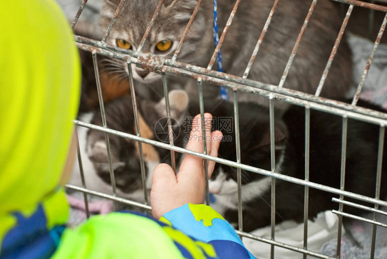 一只灰色条纹的小猫正在等待一个人来驯服它孩子把手伸进一个有小猫的笼子里男孩和一只猫打招呼新主人想图片