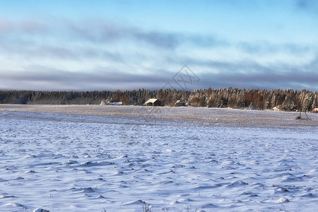 冬季森林景观阳光雪背景图片