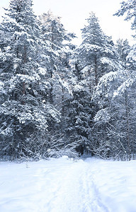 冬季暴风雪中的魔法松林图片