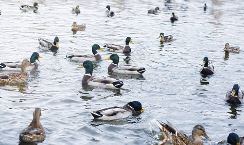 池塘里的鸟儿一群鸭子和鸽子在水边图片