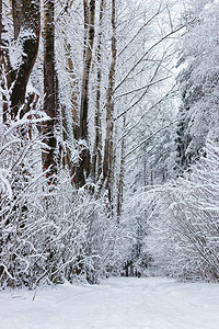 风景如画的无尽冬季森林被白雪覆盖图片