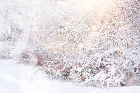 冬天风景雪下的森图片