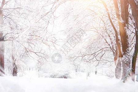 冬天风景雪下的森图片