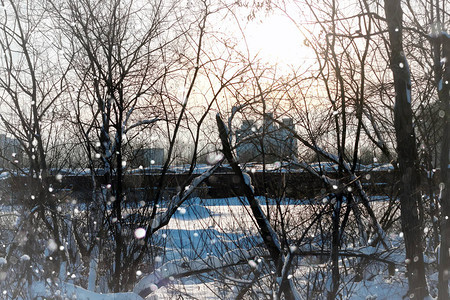 景观雪在草宏树冬天图片