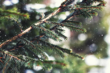 冬天的枞树图片