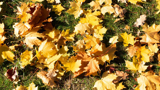 坠落的秋天树叶在绿草的图片