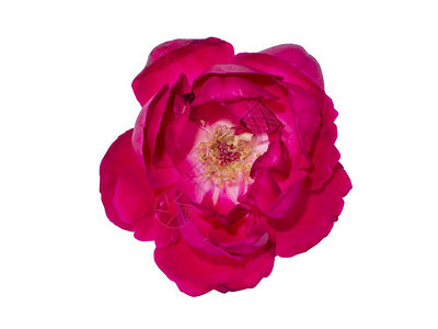 深粉红色达马斯克玫瑰花RosaDamascena与剪切路径隔绝图片