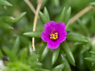 关闭粉色波图拉卡花朵科学名称Portulacaolet图片