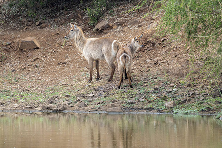 非洲南部Kruger公园的水桶羚羊图片