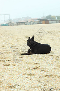 一只黑狗坐在沙滩上寒冷的雾雨天和宠物一起走旅行街头摄影秋冬海边及图片