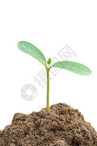 从土壤中生长的青植物图片