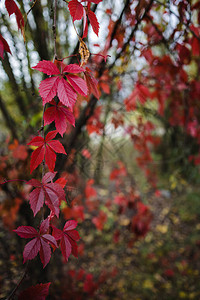 里野的明亮红秋叶模糊平淡的背图片