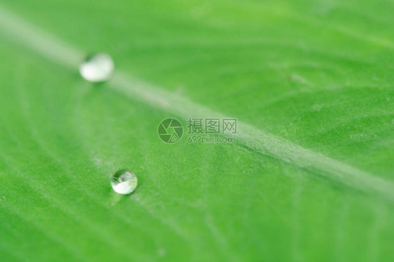 绿叶上的水滴雨后的露珠图片