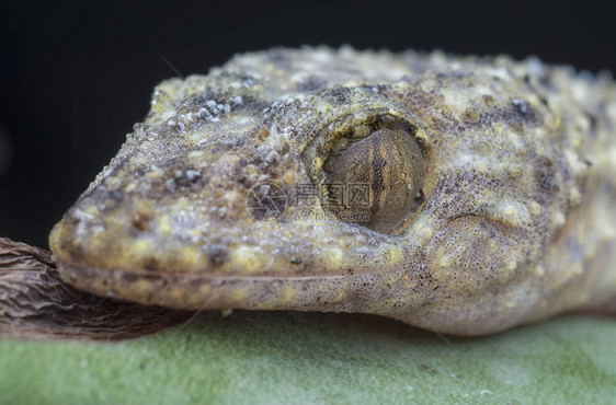 野生Gecko蜥图片