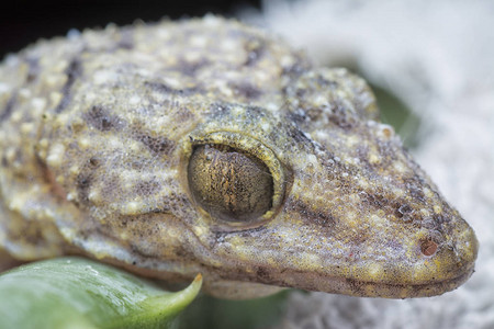 野生Gecko蜥图片