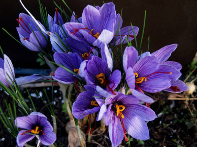 花园里的紫色藏红花束图片