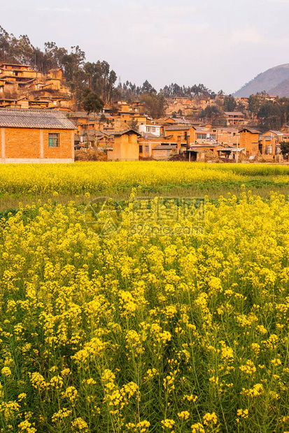 盛开的芥菜田和古老迷人的村庄的多彩风景黄色的花朵在夕阳的照耀下盛开春暖花开的季节云南图片