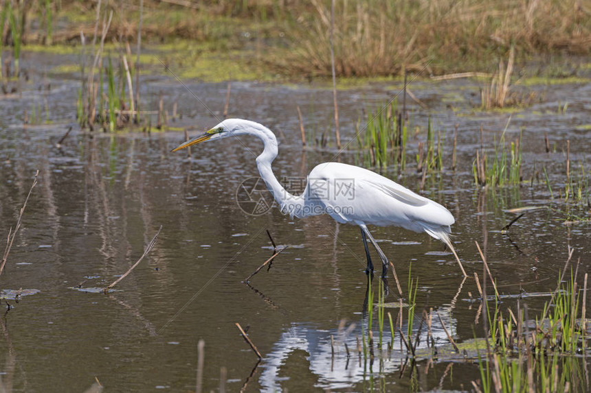 在弗吉尼亚州Chncoteaguue野生动物保护区的沼泽地进行大E图片