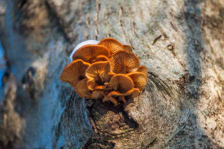 一组阳光照射的蘑菇生长在森林老树桩上的图片