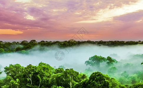 在巴西亚马逊雨林的树木上欣赏日落图片