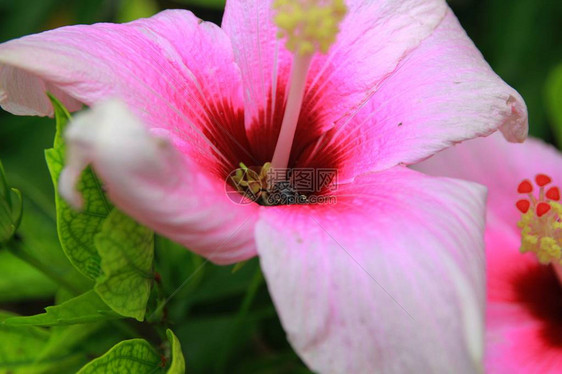 特写一朵粉红色的芙蓉蜜蜂在吸食花蜜图片
