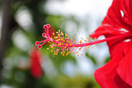 芙蓉花雌蕊的特写背景散图片