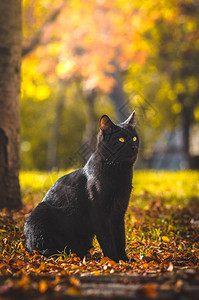 黑猫以橙色和红色的图片