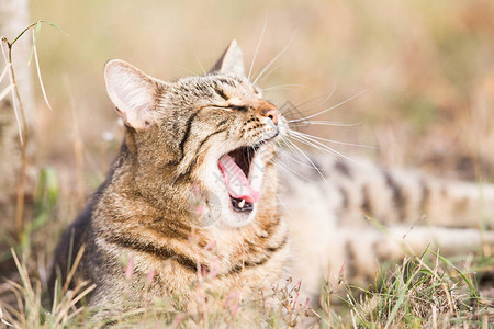 秋天花园里的虎斑猫图片