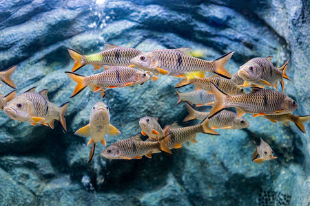 关于水族馆的海鱼和淡水鱼背景图片