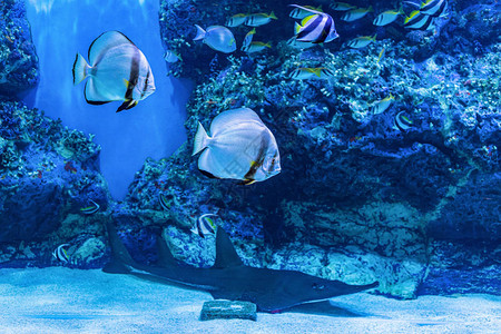 关于水族馆的海鱼和淡水鱼图片