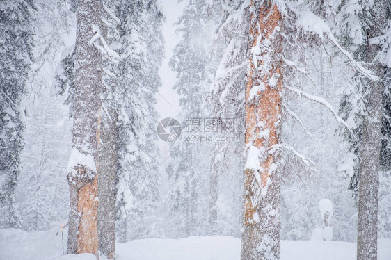 大雪过后的森林冬季景观图片