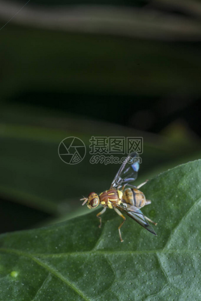 与昆兰果蝇的特写图片