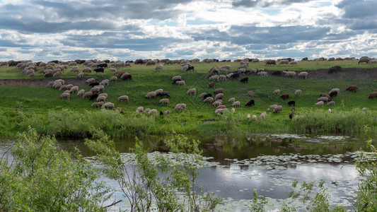 一大群公羊在河岸边的小山上行走吃草图片
